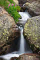 Primrose Fall print