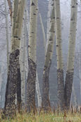 Aspen Fog
