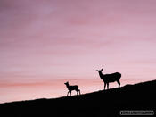 Elk Silhouettes