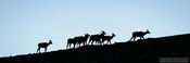 Elk on the Move