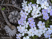 Kawuneeche Phlox