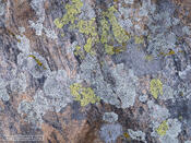 Lichen it