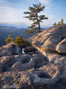 Life of a Limber Pine