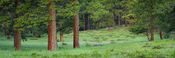 Ponderosa Meadow