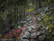 Autumn Trail to Finch