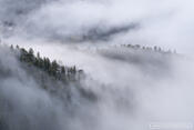 Trail Ridge Fog