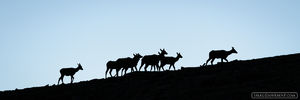 Elk on the Move