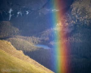 Forest Rainbow