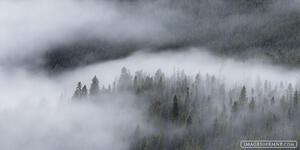 Forest in the Fog