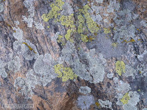 Lichen it