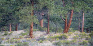 Ponderosa Community