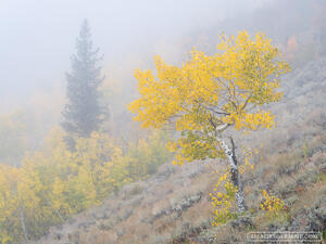 Silence of Autumn