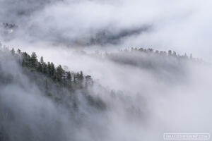 Trail Ridge Fog