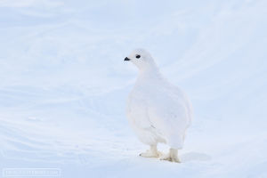 Wary Ptarmigan
