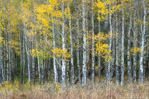 Aspen Entrance