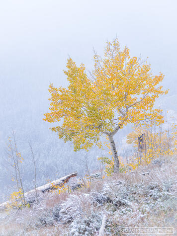 golden aspen tree in the snow