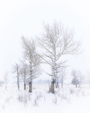 Aspen Silence