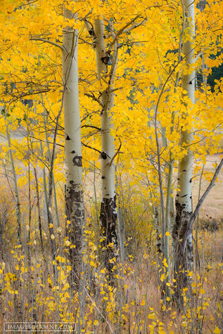 Autumn Gentility