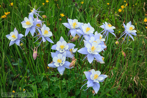 Columbine Family