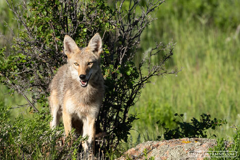 Coyote Smile