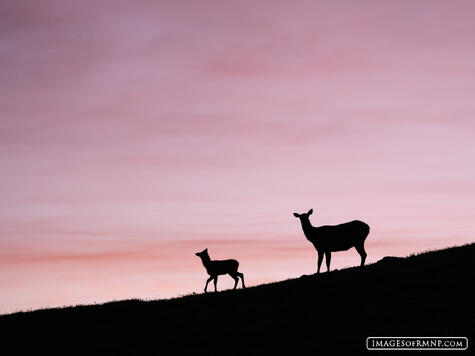 Elk Silhouettes