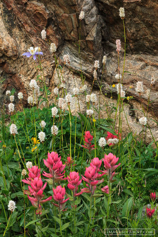 Flowers of Upper Ouzel