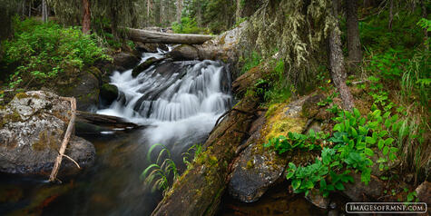 Forest Cascade