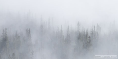 Forest in the Clouds