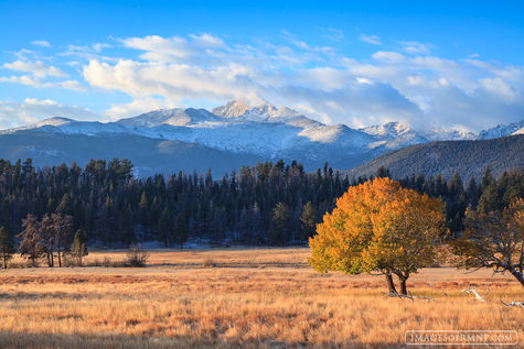 Frosted Meadow