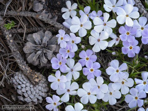 Kawuneeche Phlox