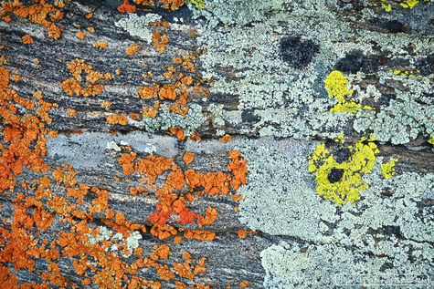 Lichen Art-2