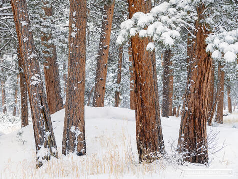 Pillars in the Snow