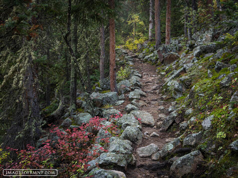 Autumn Trail to Finch