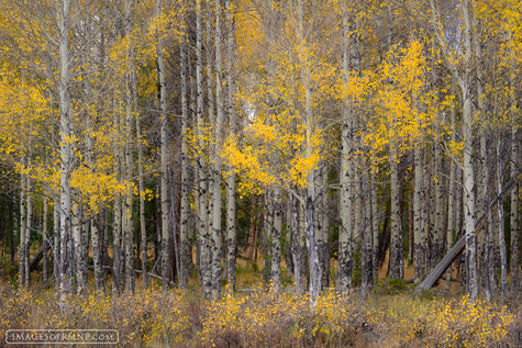 Textures of Yellow