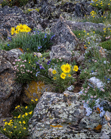 Tundra Rock Garden