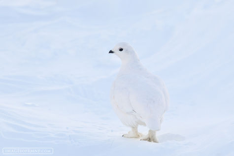 Wary Ptarmigan