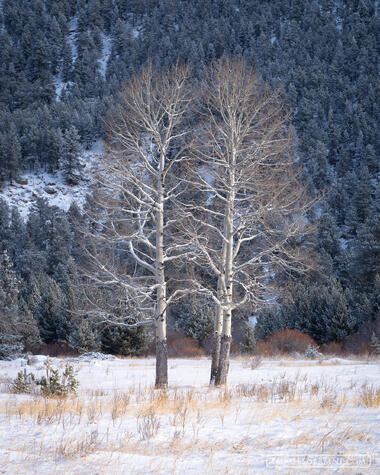 Winter Grace