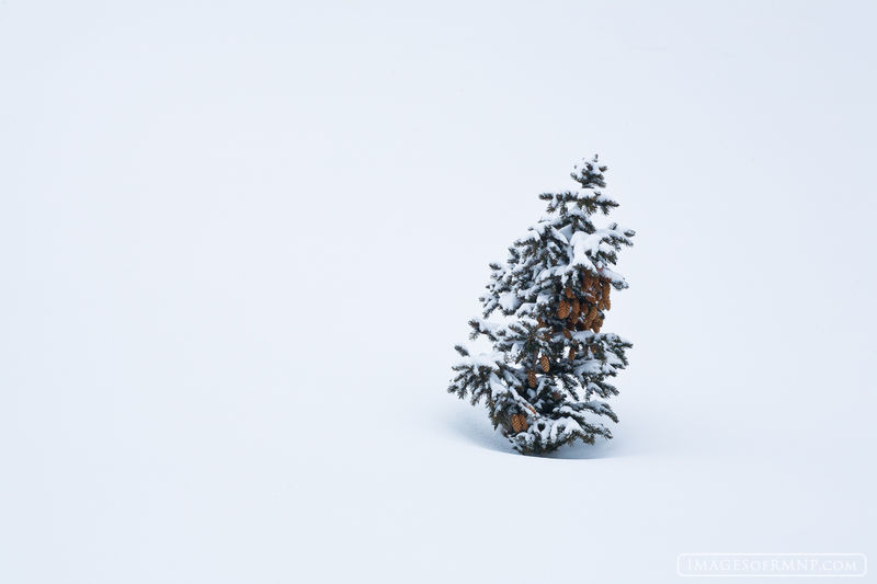 Alone in Rocky print