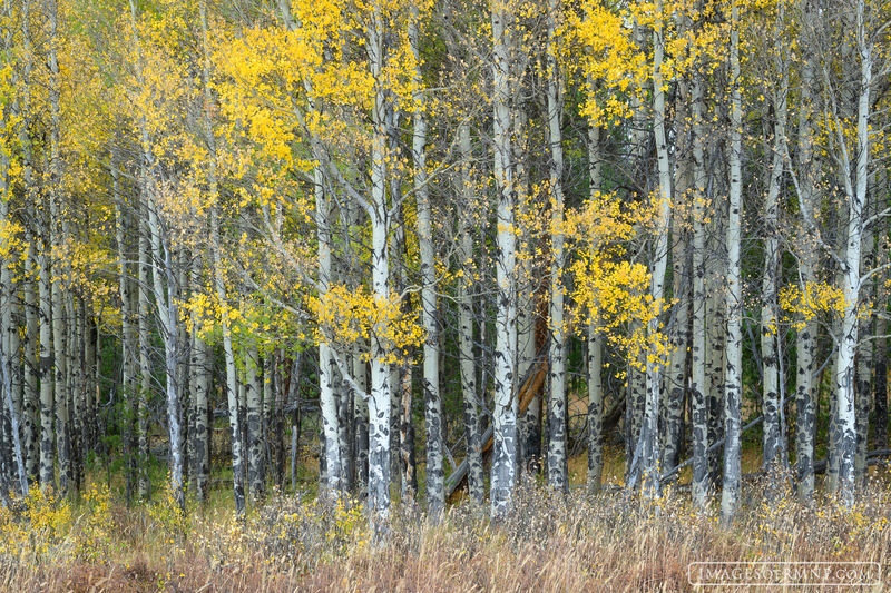 Aspen Entrance print