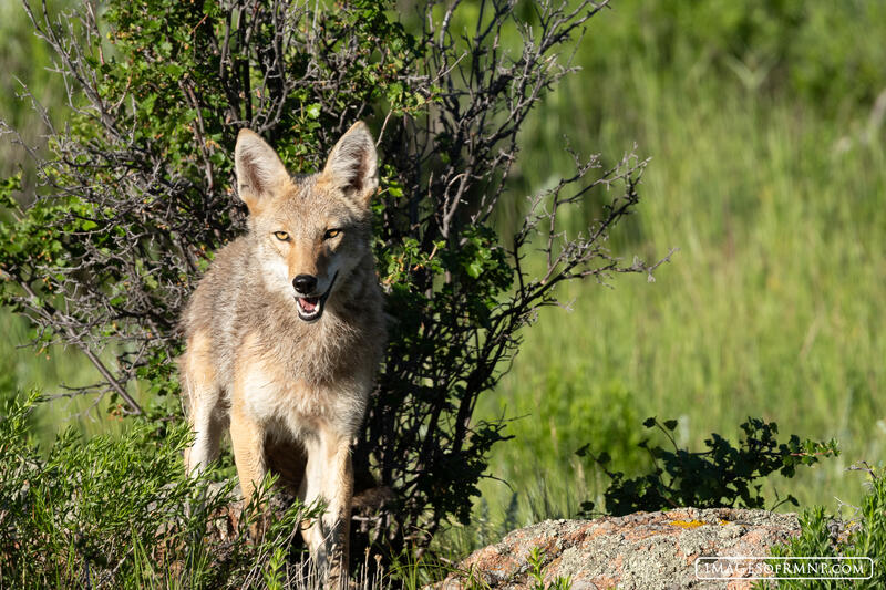 Coyote Smile print