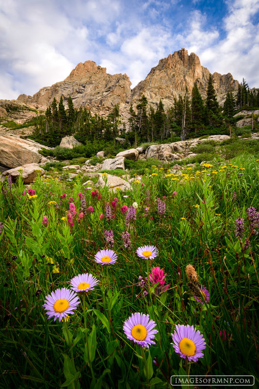 Daisy Day print