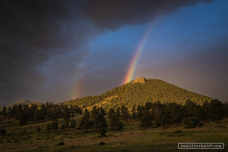 Eagle's Rainbow print