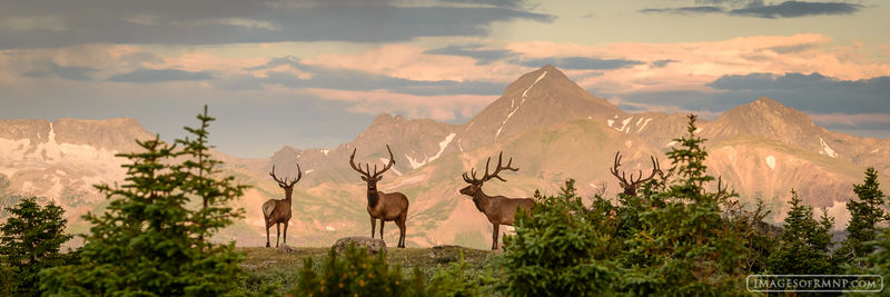 Elk Ridge Pano print