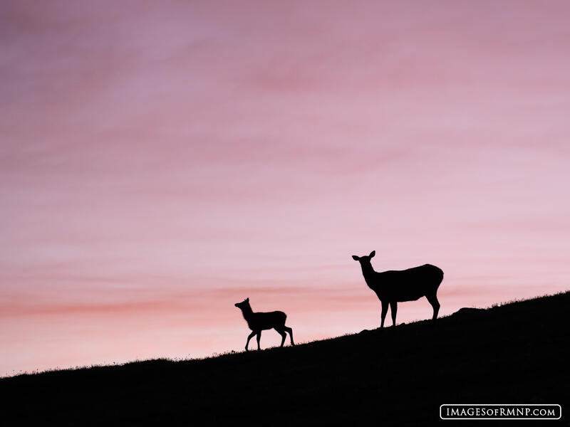 Elk Silhouettes print