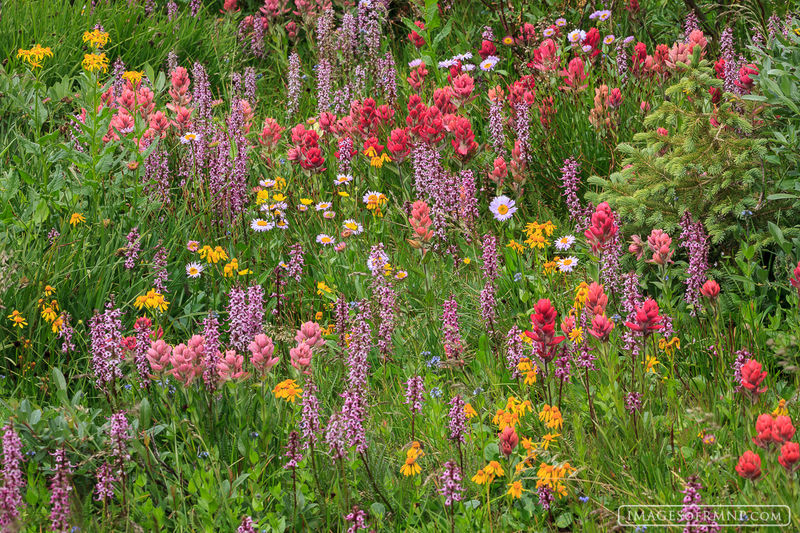 Flowers Gone Wild print