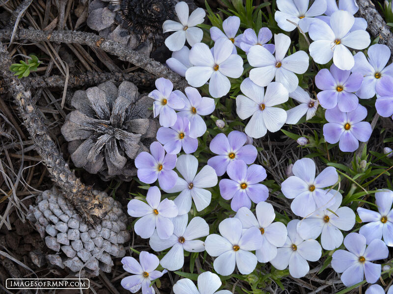 Kawuneeche Phlox print