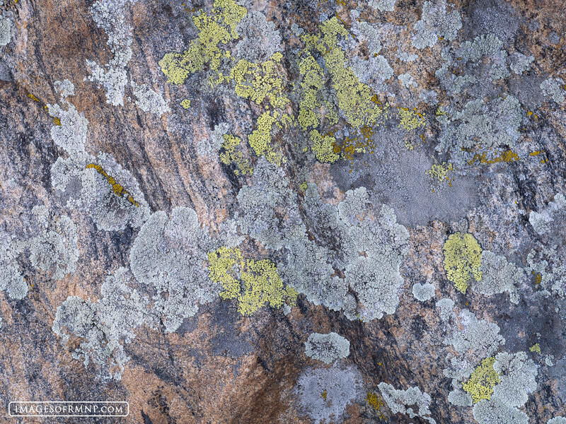 Lichen it print