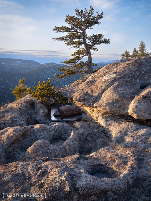 Life of a Limber Pine print