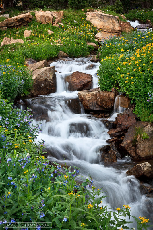 Wildflower Cascade print