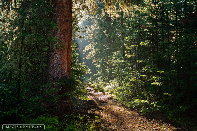 Misty Forest print